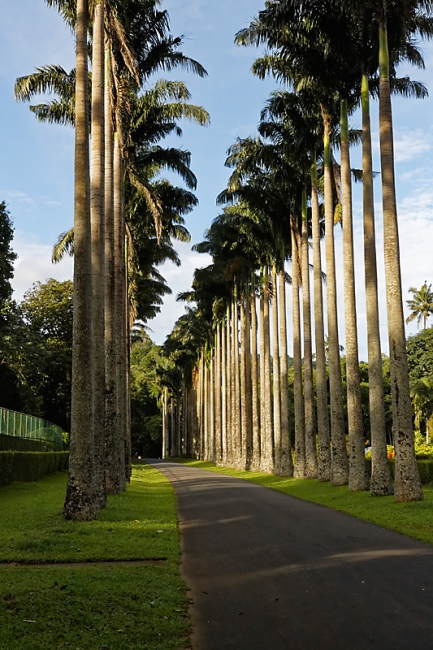 Kandy-Botanical garden-062